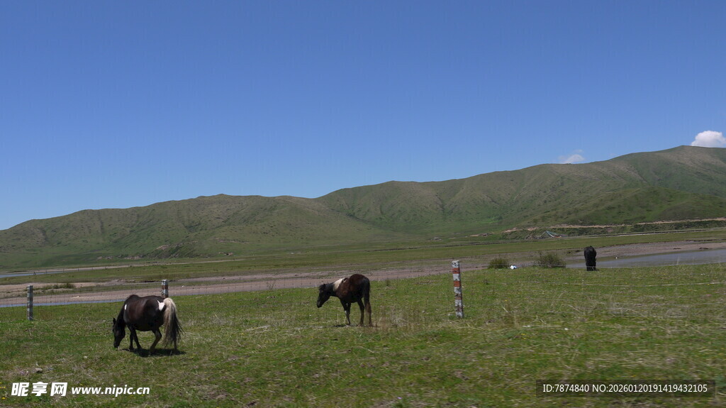 草原上的马群
