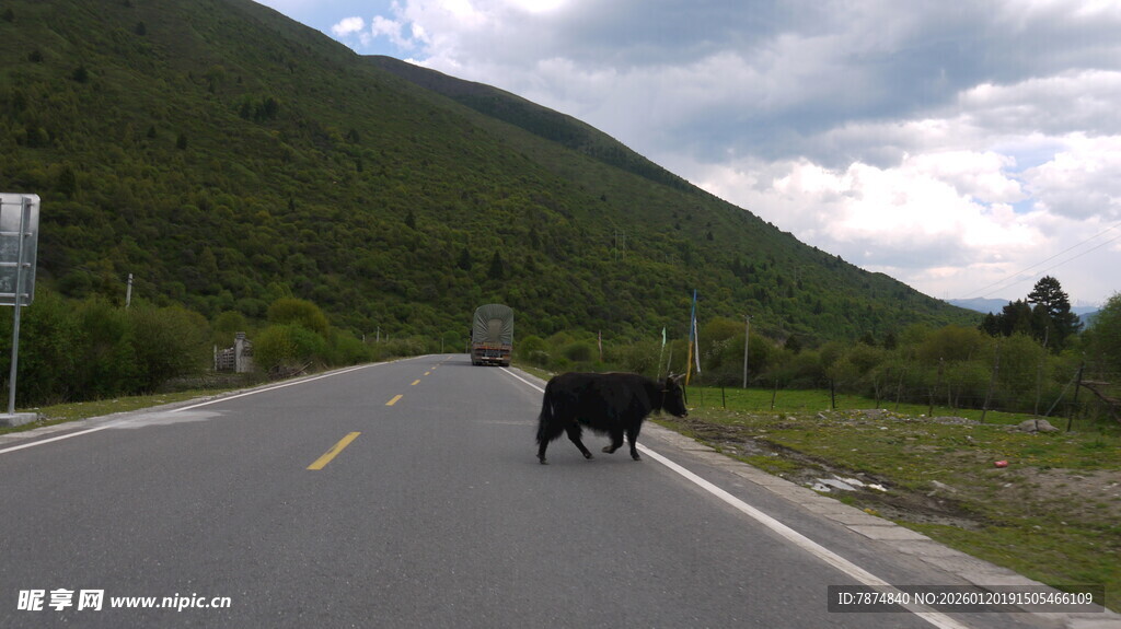公路上行走的两头牛