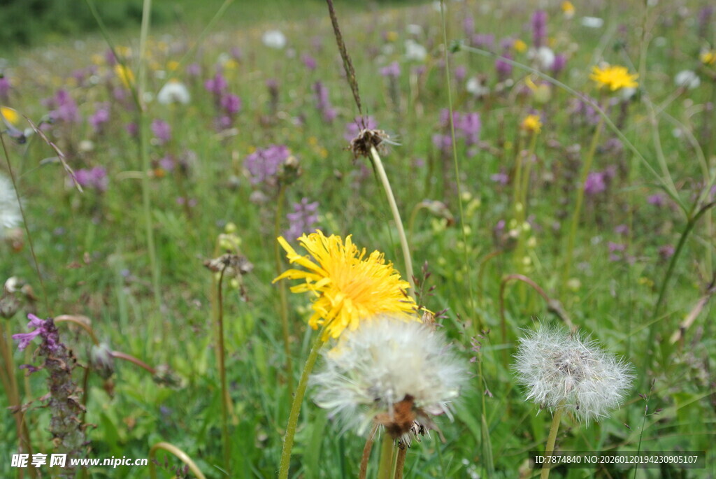 田野中的蒲公英与野花