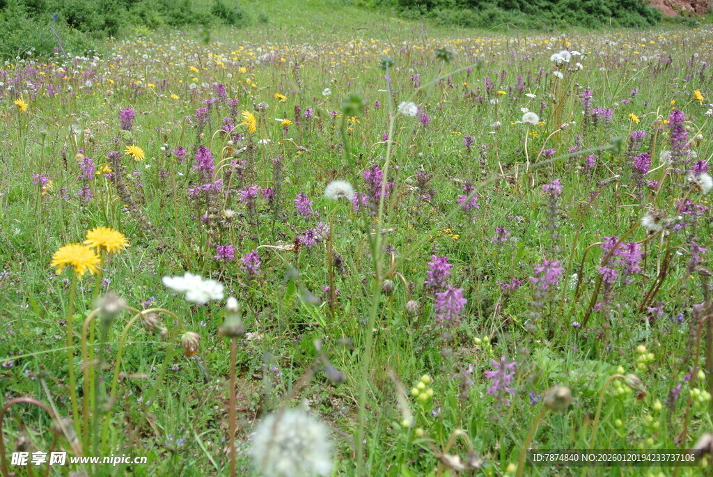 春日野花盛放的草地