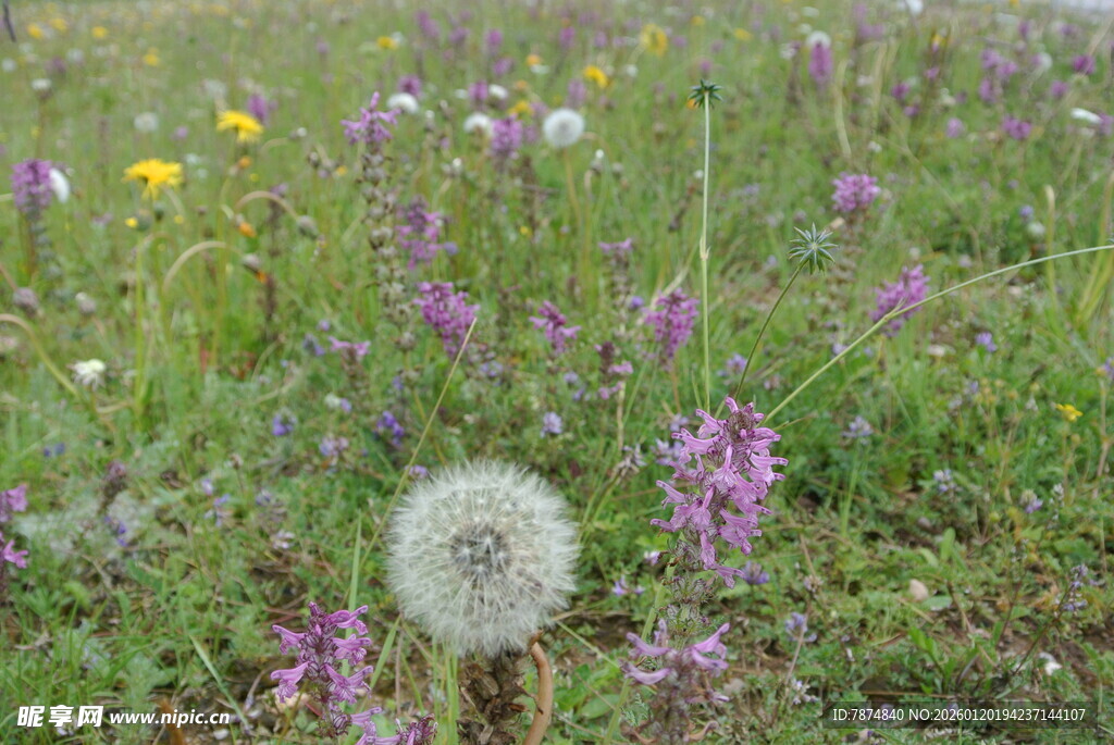 草地中的蒲公英与野花