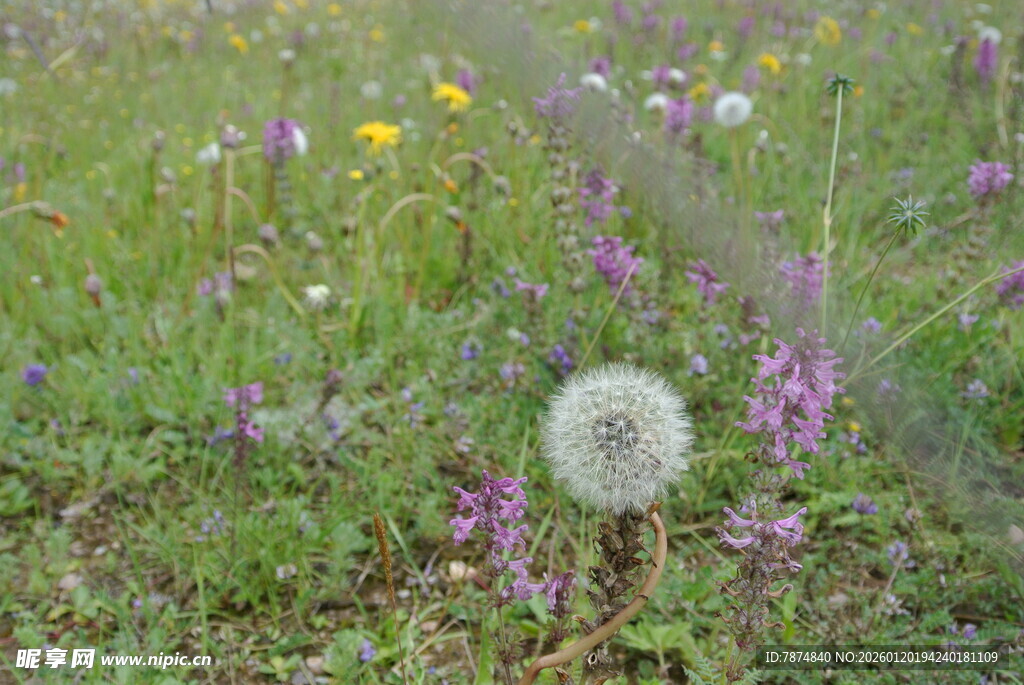 草地上的蒲公英与野花