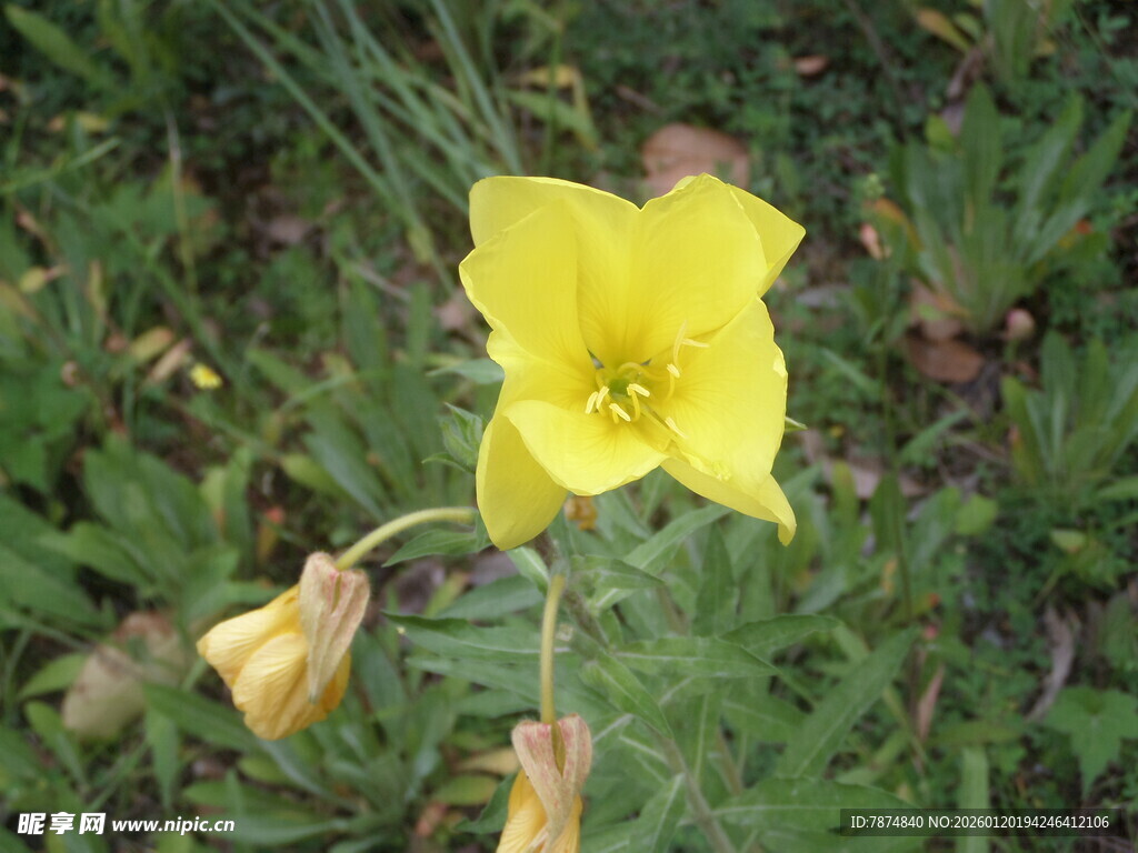 黄色花朵绽放于草地