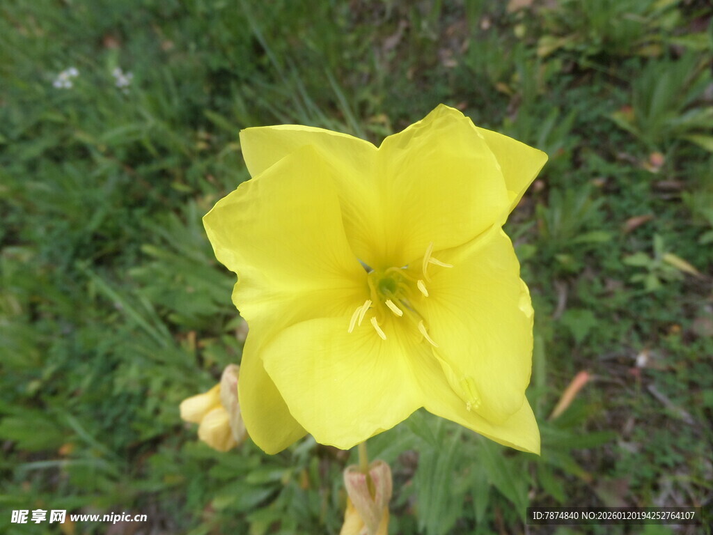 黄色单朵小花绽放