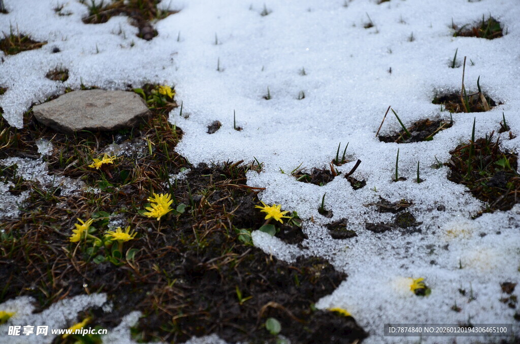雪下绽放的黄色小花