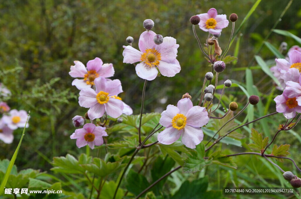 野外绽放的美丽粉色花朵