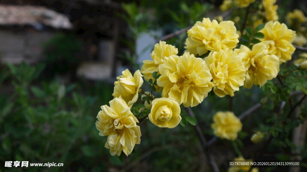 金黄灿烂的盛开黄刺玫花