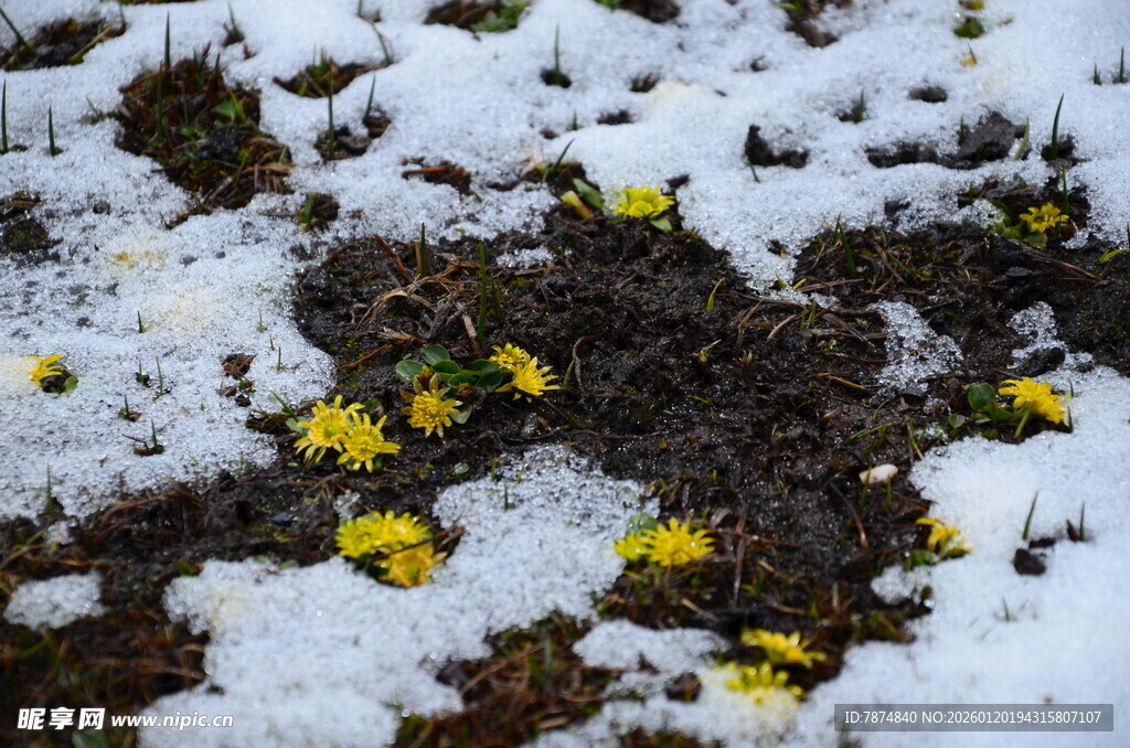 雪地上的黄色小花