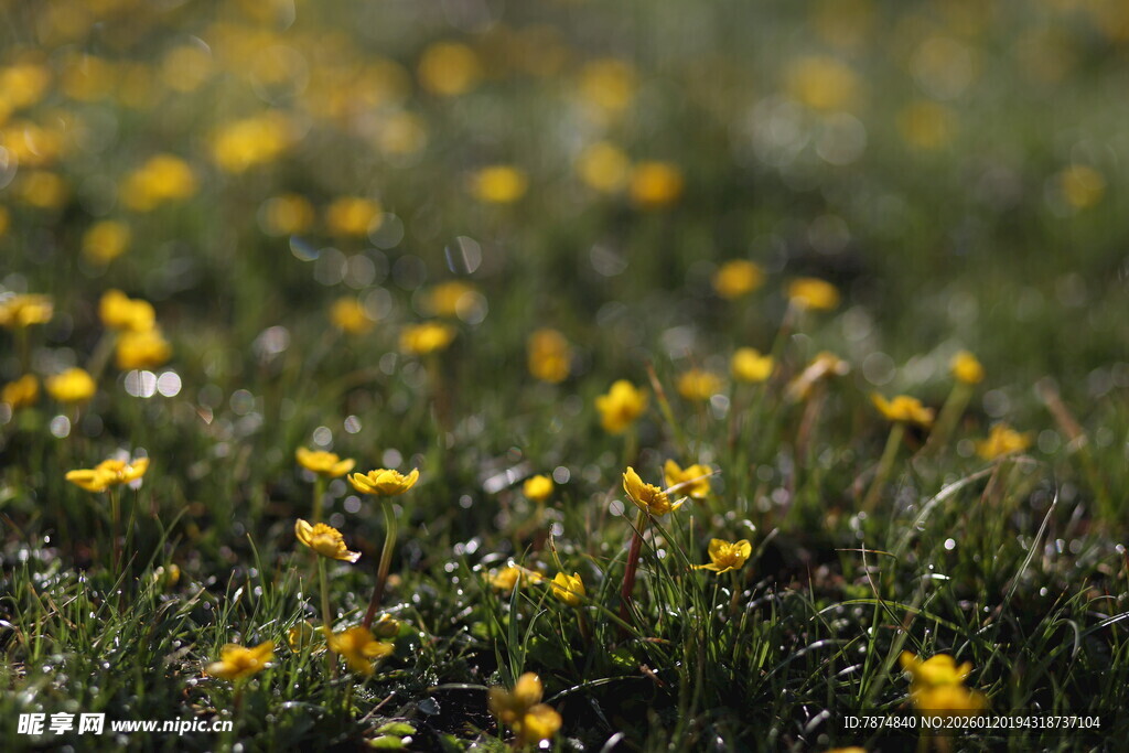 春日草地间的烂漫小黄花