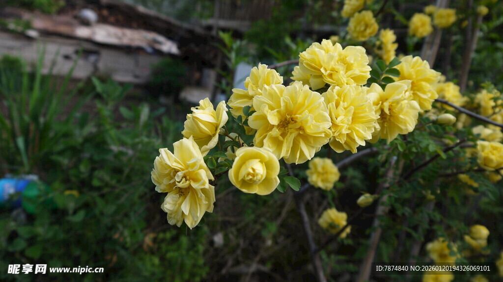 金黄盛开的美丽迎春花