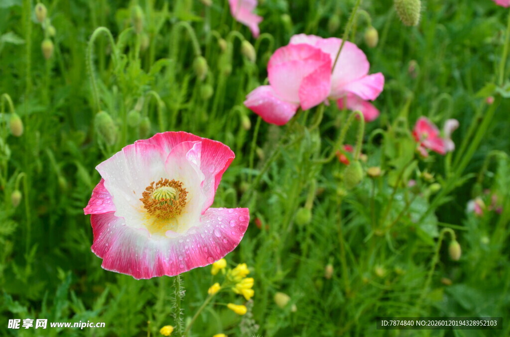 粉色虞美人绽放于草地