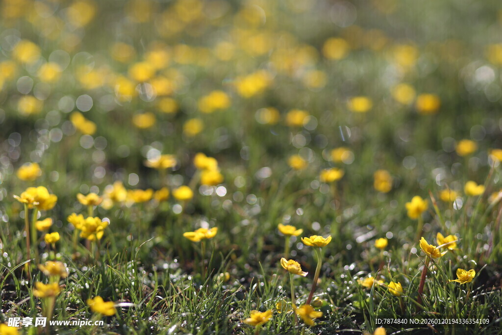 春日黄花烂漫草地景色