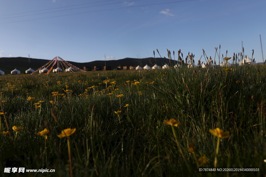 草原上的黄色野花景观