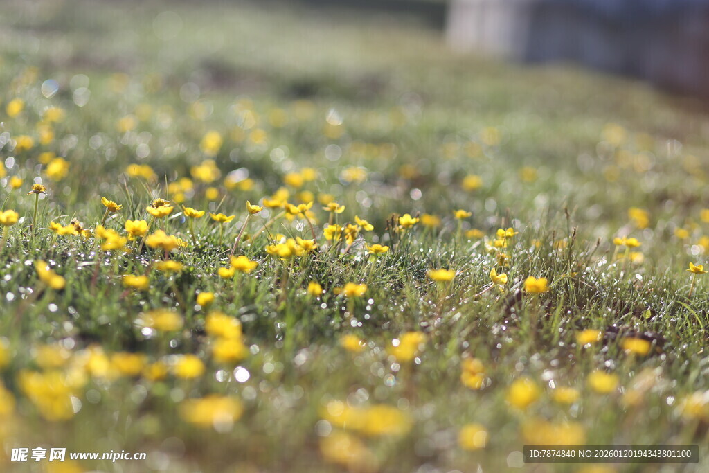 春日黄花烂漫草地