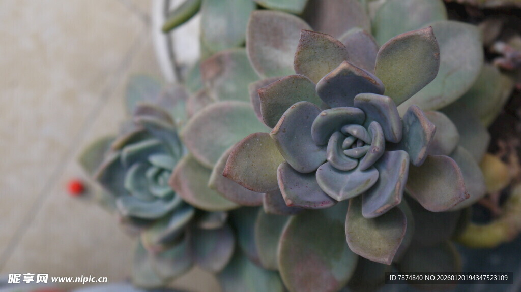 可爱多肉植物特写