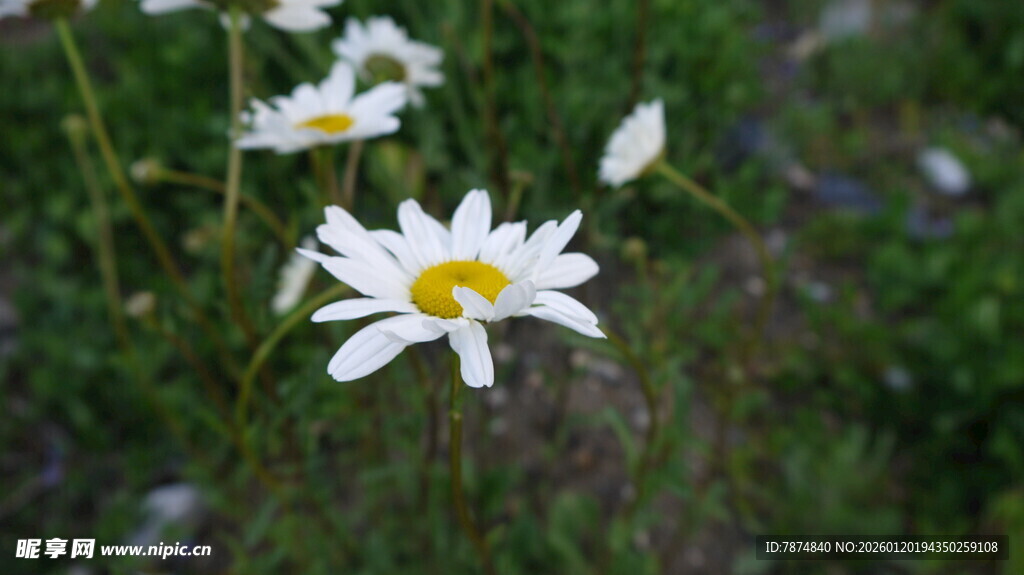 野外盛开的美丽小白花