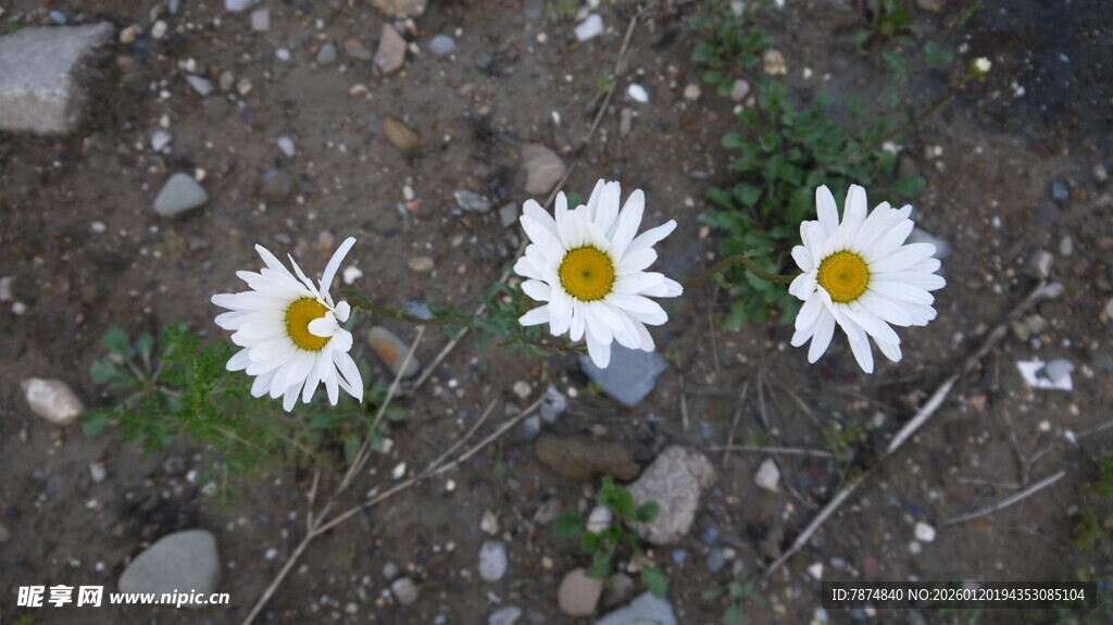 三朵雏菊绽于地面