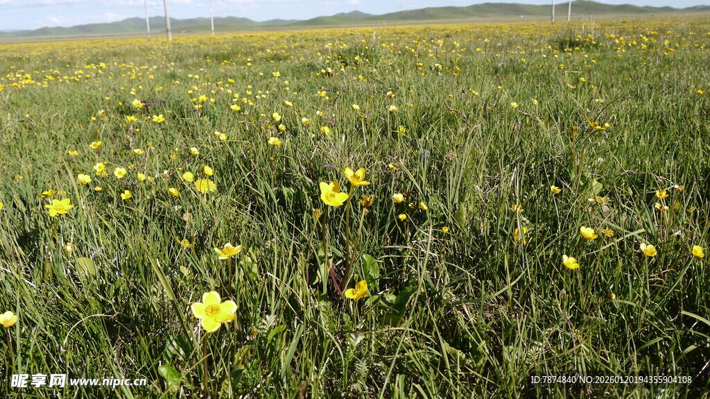 草原上的黄色小花绽放