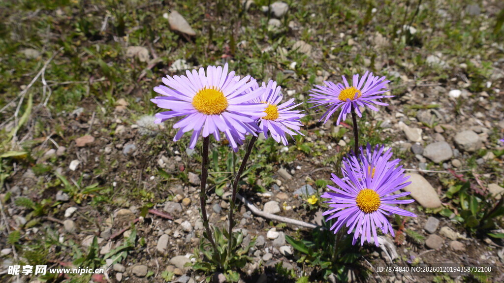 野外绽放的美丽紫色小花