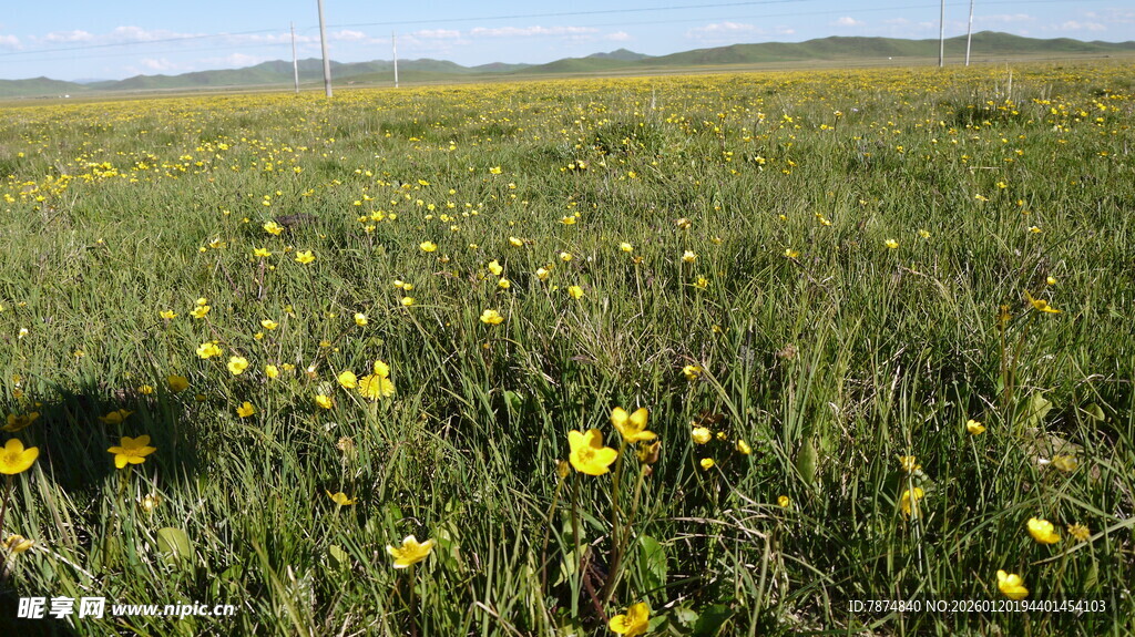 草原上的黄色小花绽放