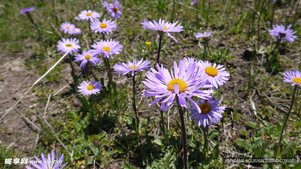 野外绽放的紫色小花