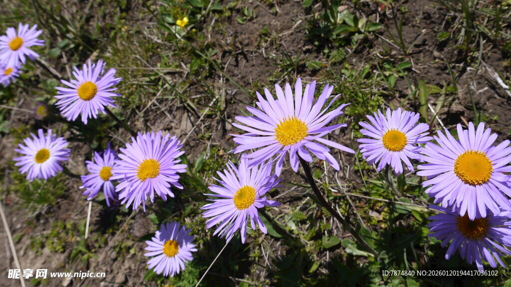 紫色雏菊绽放于草地