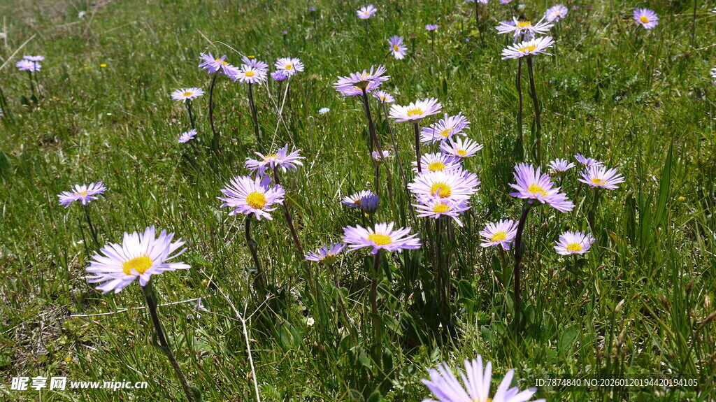 草地上绽放的美丽雏菊