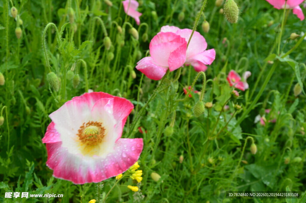粉色虞美人绽放于草地