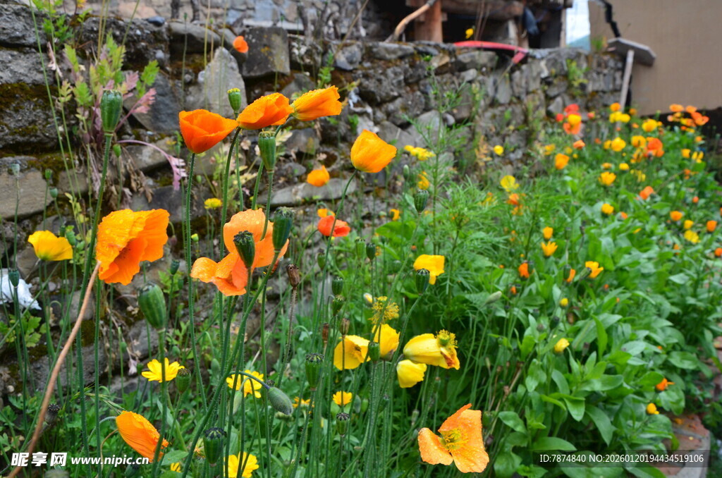 花园中的多彩虞美人绽放