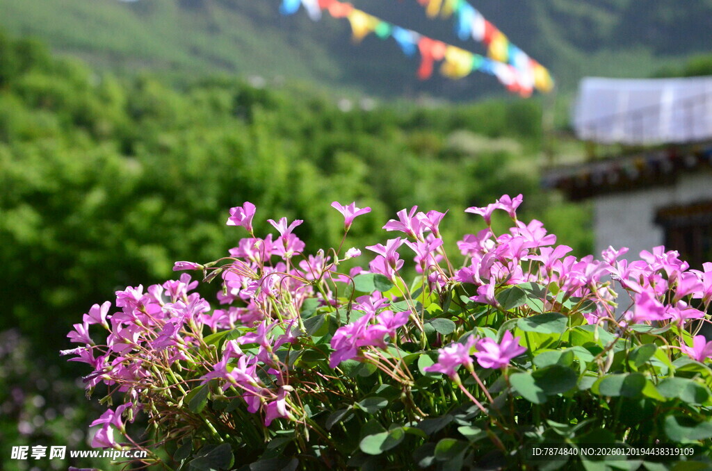 烂漫粉花与经幡相映成趣