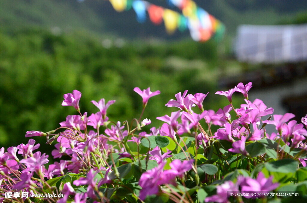 烂漫紫花绽放于绿意间