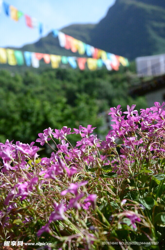 山间烂漫紫花与经幡