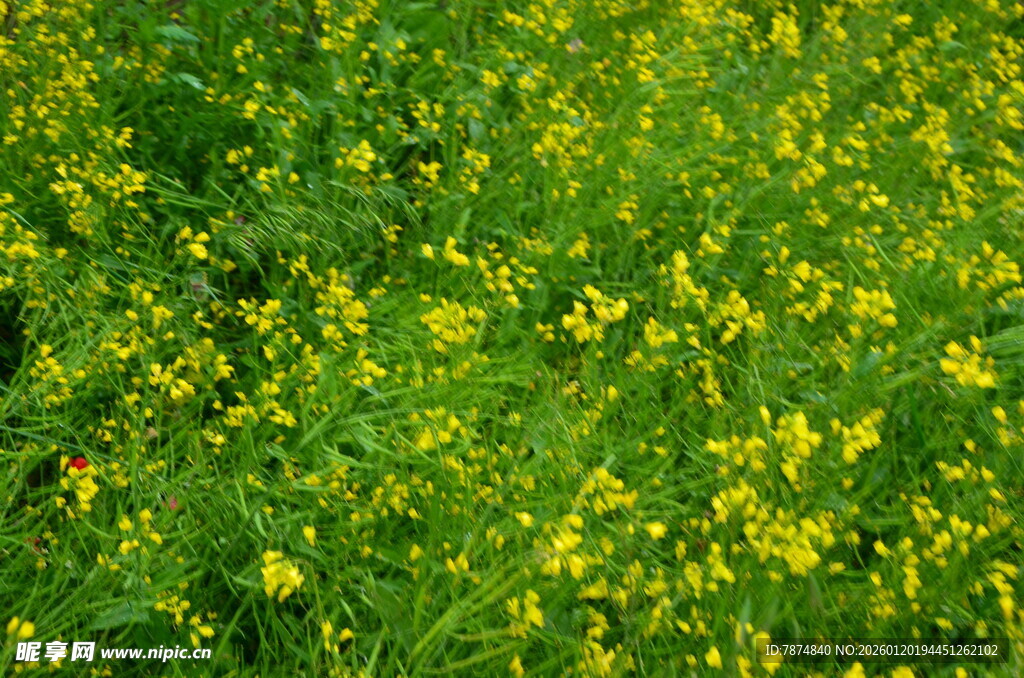 春日油菜花田美景