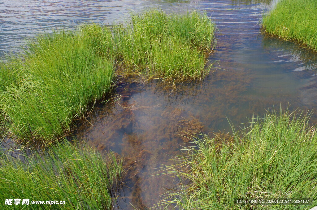 溪边翠绿水草与潺潺流水