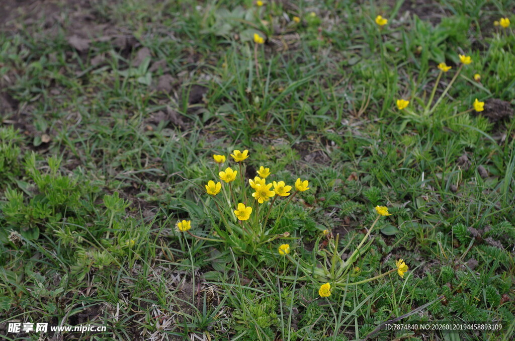草地上的黄色小花