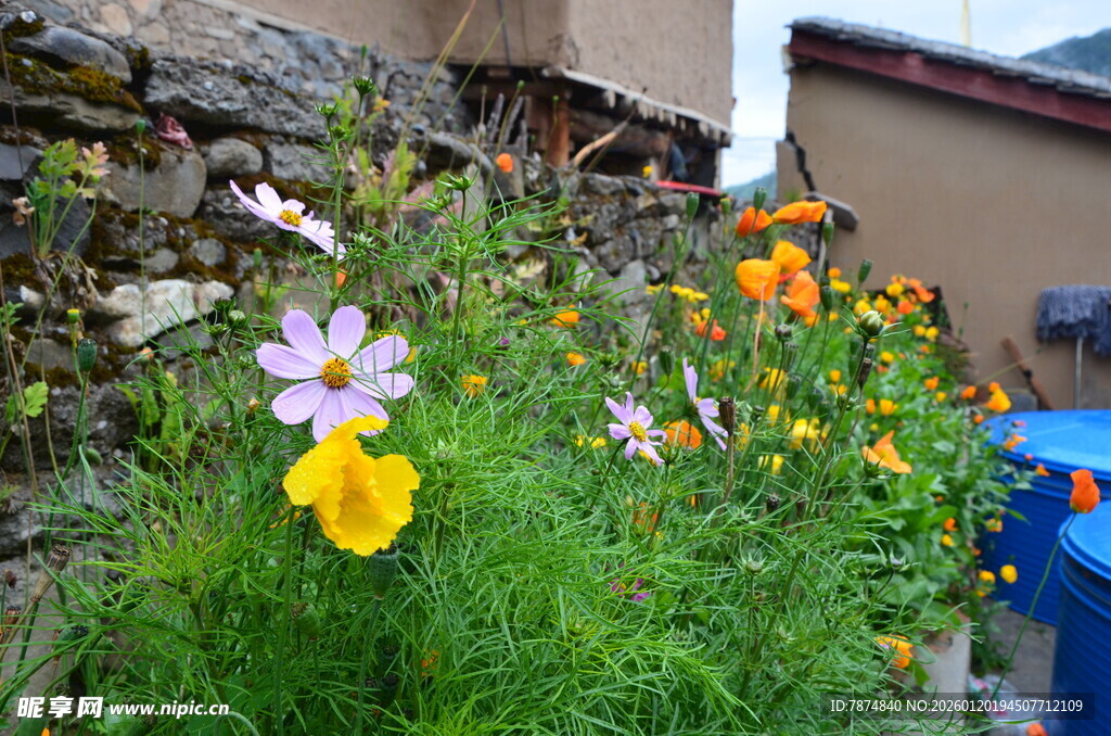 墙边绽放的多彩花卉