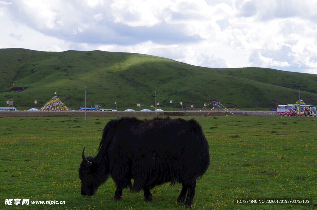 草原上的黑色牦牛