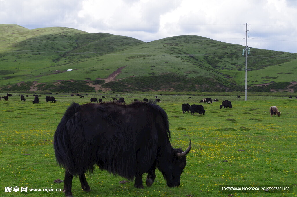 草原上的牦牛群