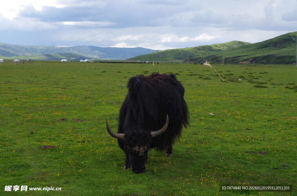 草原上的黑色牦牛