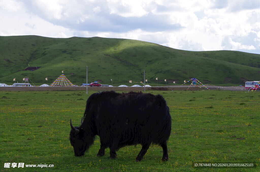 草原上的黑色牦牛