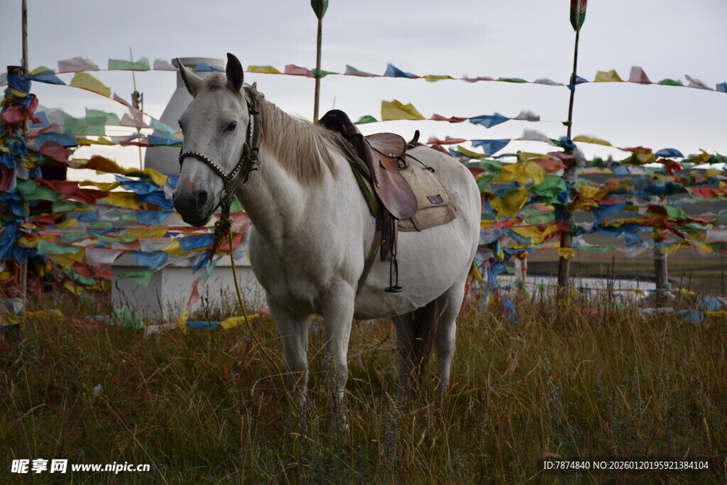 草原上的白马与经幡