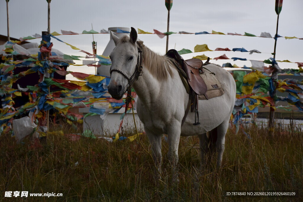 草原上的白马与经幡