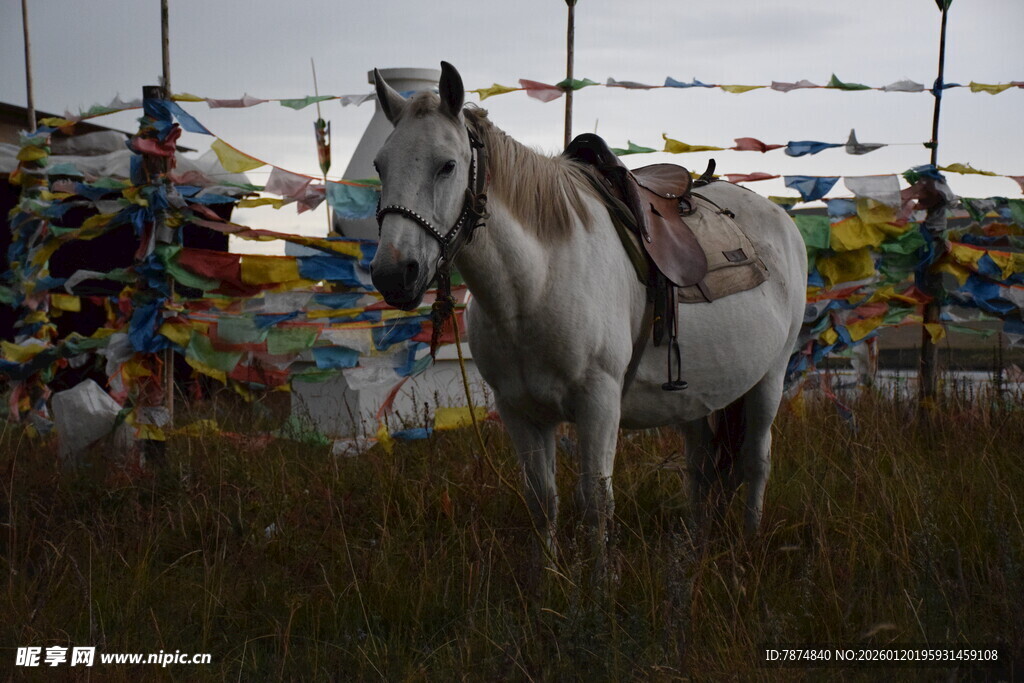 草原上的白马与经幡