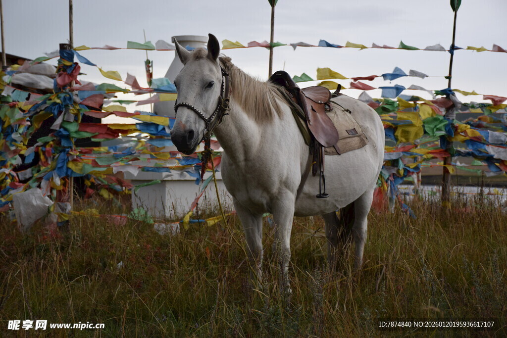草原上的白马与经幡