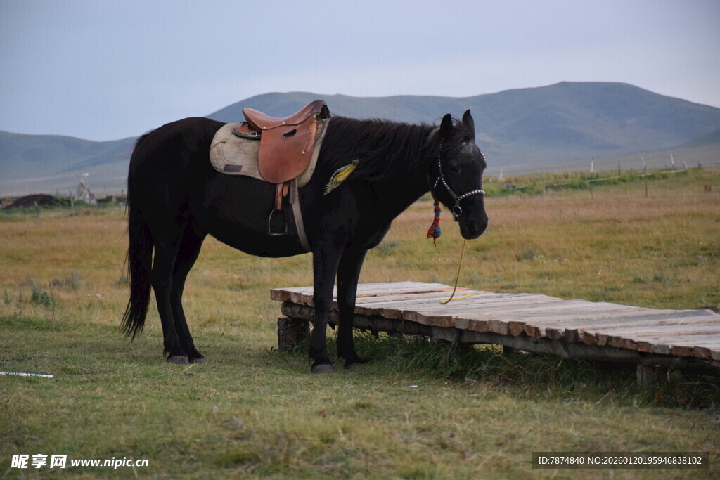 草原上的黑马与马鞍