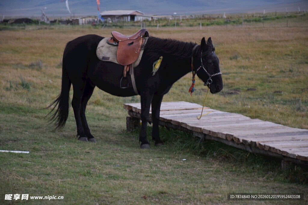 草原上的鞍马