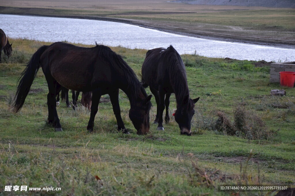 草原上的两匹黑马
