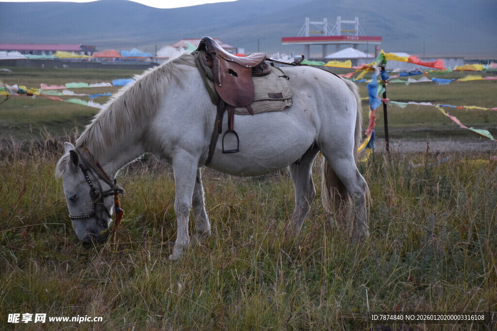 草原上的白马配鞍具