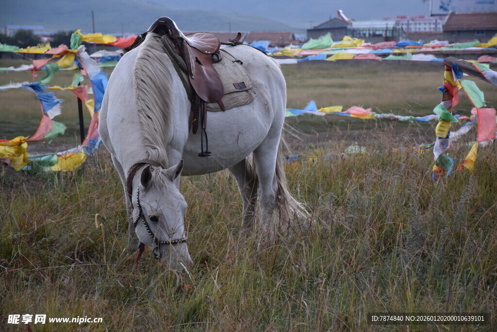 草原上低头吃草的白马