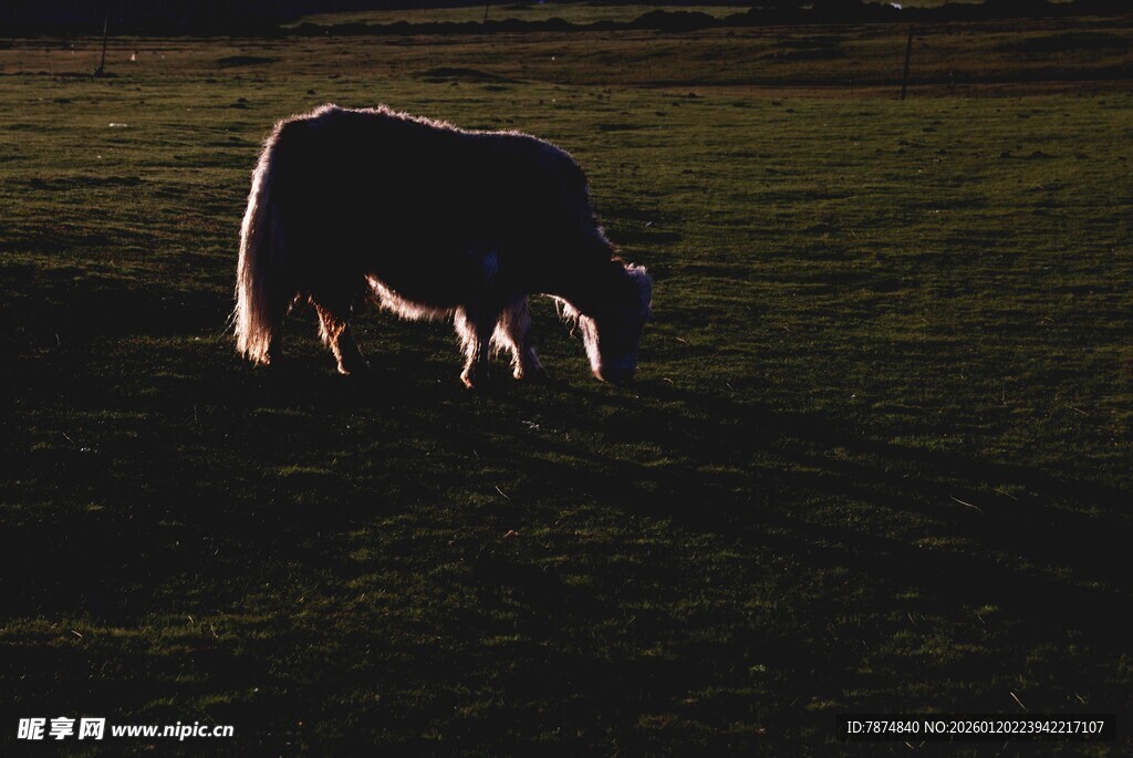 夕阳下独自吃草的牛